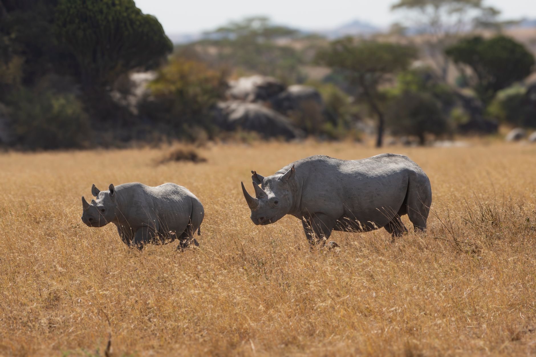 White Rhino in Savanna