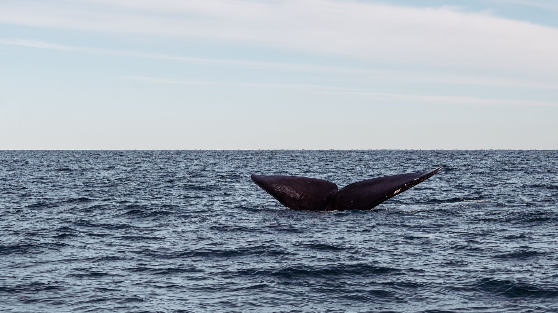 Hermanus Whale Watching