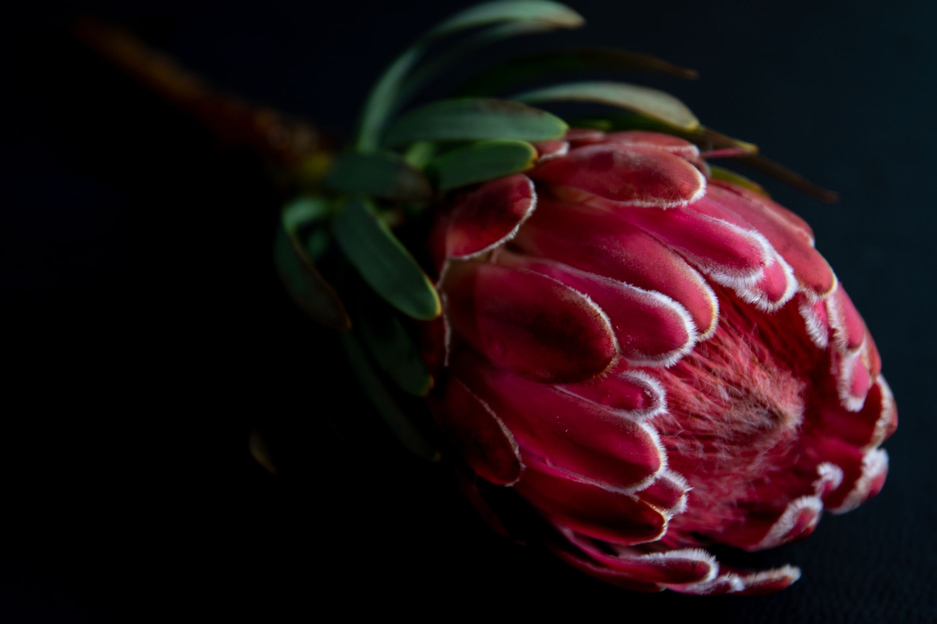 King Protea in Bloom