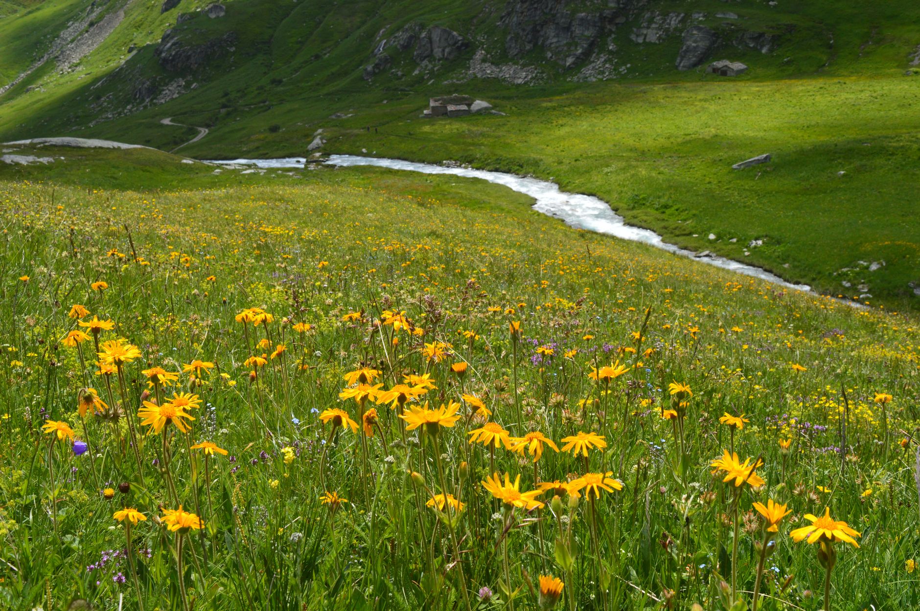 Wildflower Superbloom in Postberg Valley