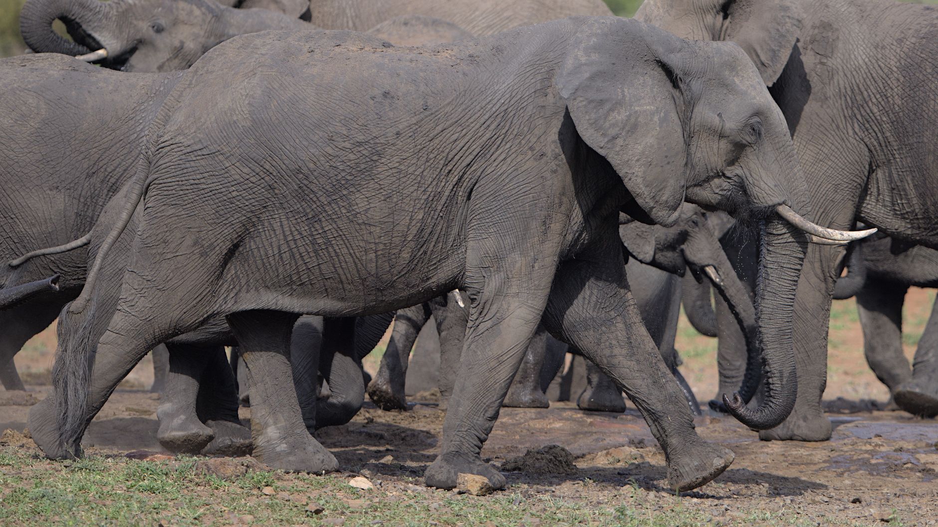 Elefantes en el Parque Nacional Addo